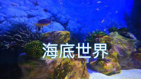 海底世界短视频,揭秘神秘海底世界的奥秘