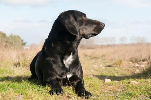 狗日羊视频,揭秘羊群中的狗日生活