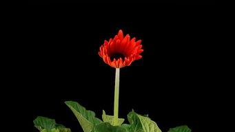 向日葵生长视频,阳光下的生命奇迹