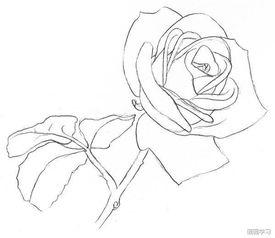 玫瑰花的简笔画视频,一花一世界，绘出浪漫情怀