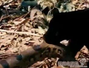 老虎和蛇大战视频