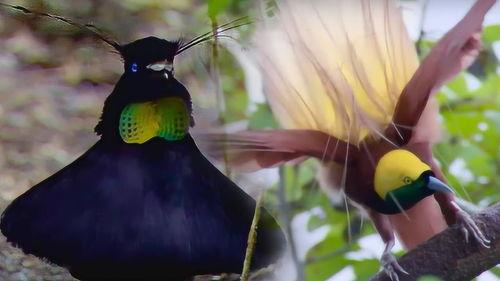 天堂鸟视频在线,探索自然之美，感受生命奇迹