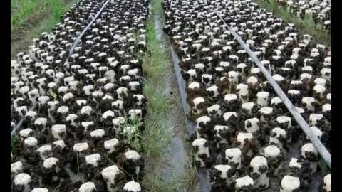 木耳种植技术视频,从选种到收获的全程解析