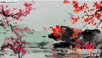 五月梅花视频在线,视频带你领略古韵风情