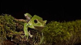 树蛙视频,探索自然生态的奇妙之旅